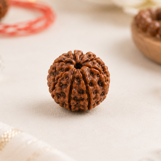 Nepali rudraksha