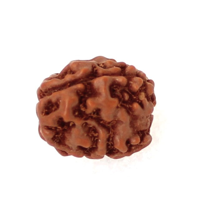 3 Mukhi Indonesian Rudraksha – Symbol of Purity and Inner Strength