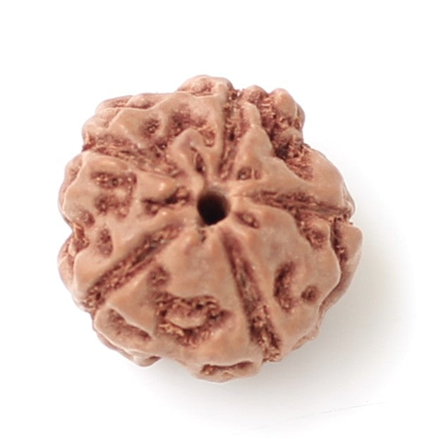 5 Mukhi Indonesian Rudraksha – Energized & Authentic Bead for Peace and Clarity