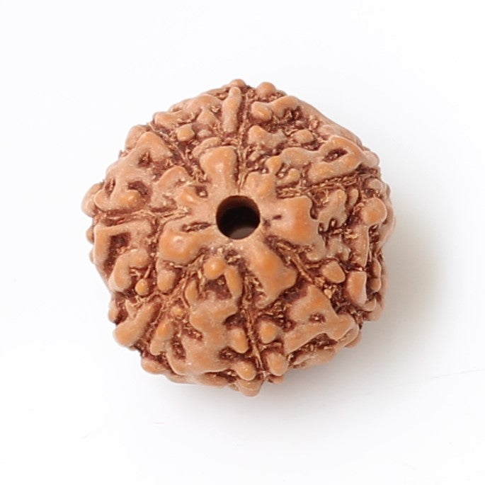 7 Mukhi Indonesian Rudraksha – Symbol of Wealth, Prosperity, and Divine Blessings