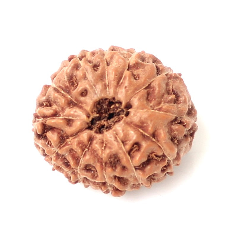 12 Mukhi Indonesian Rudraksha – Energized Bead of Surya Dev for Confidence and Leadership