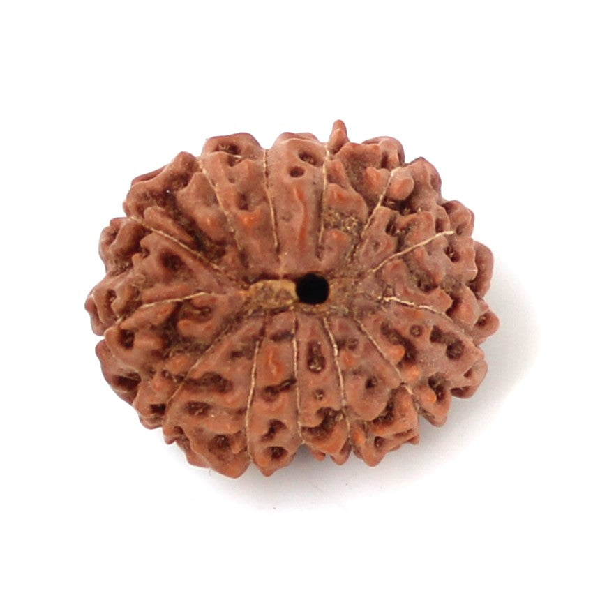 13 Mukhi Indonesian Rudraksha – The Bead of Desire and Charisma