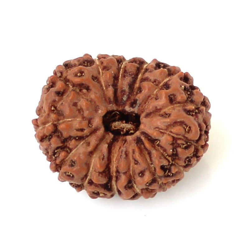 14 Mukhi Indonesian Rudraksha – The Divine Eye of Lord Shiva