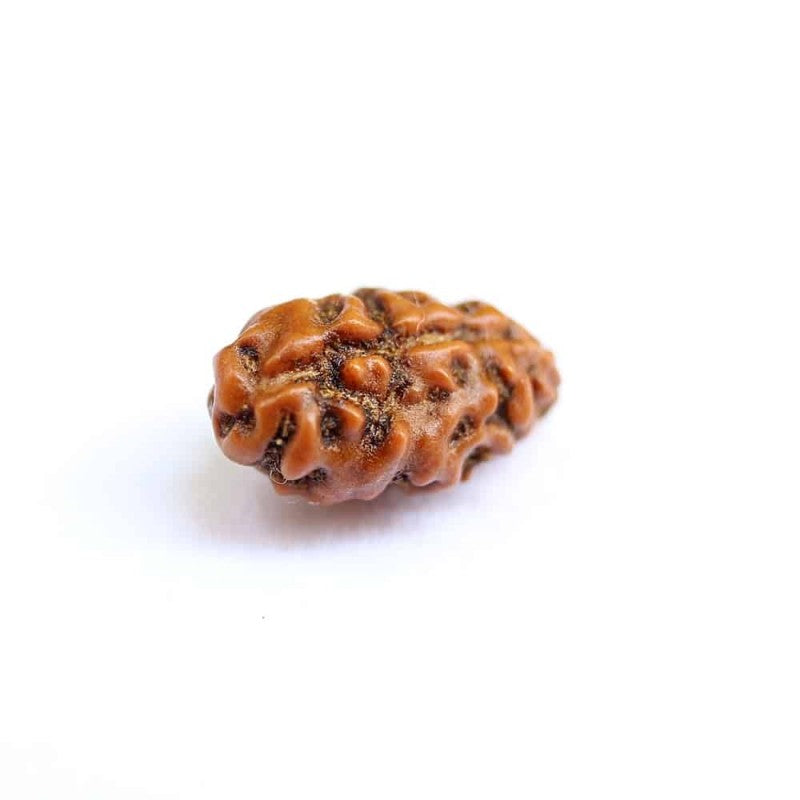 1 Mukhi Indonesian Rudraksha – Symbol of Supreme Consciousness and Divine Power