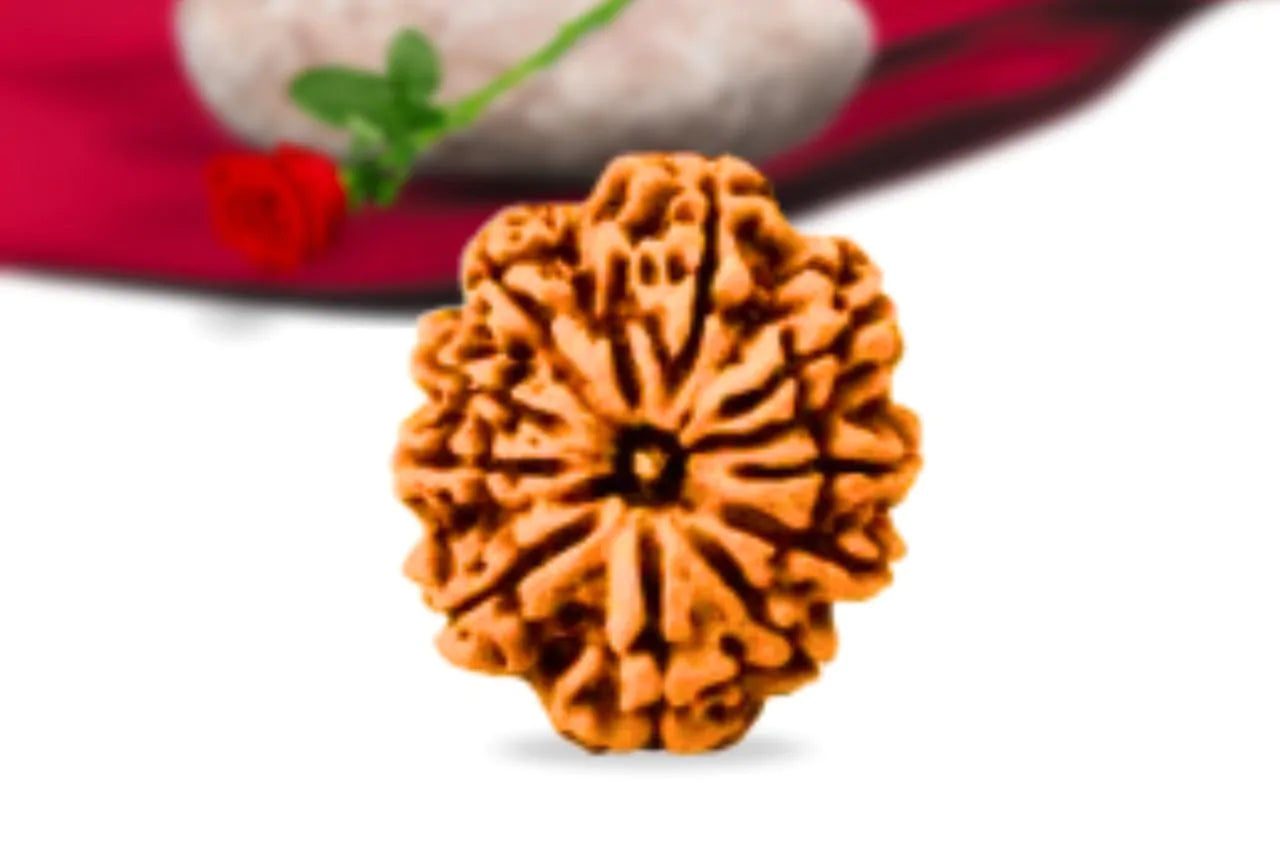 10 Mukhi Nepali Rudraksha – Energized & Authentic | Symbol of Protection and Divine Power