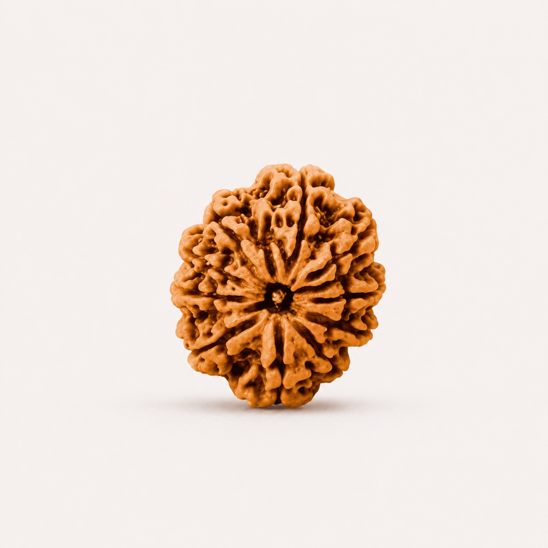 10 Mukhi Nepali Rudraksha – Energized & Authentic | Symbol of Protection and Divine Power
