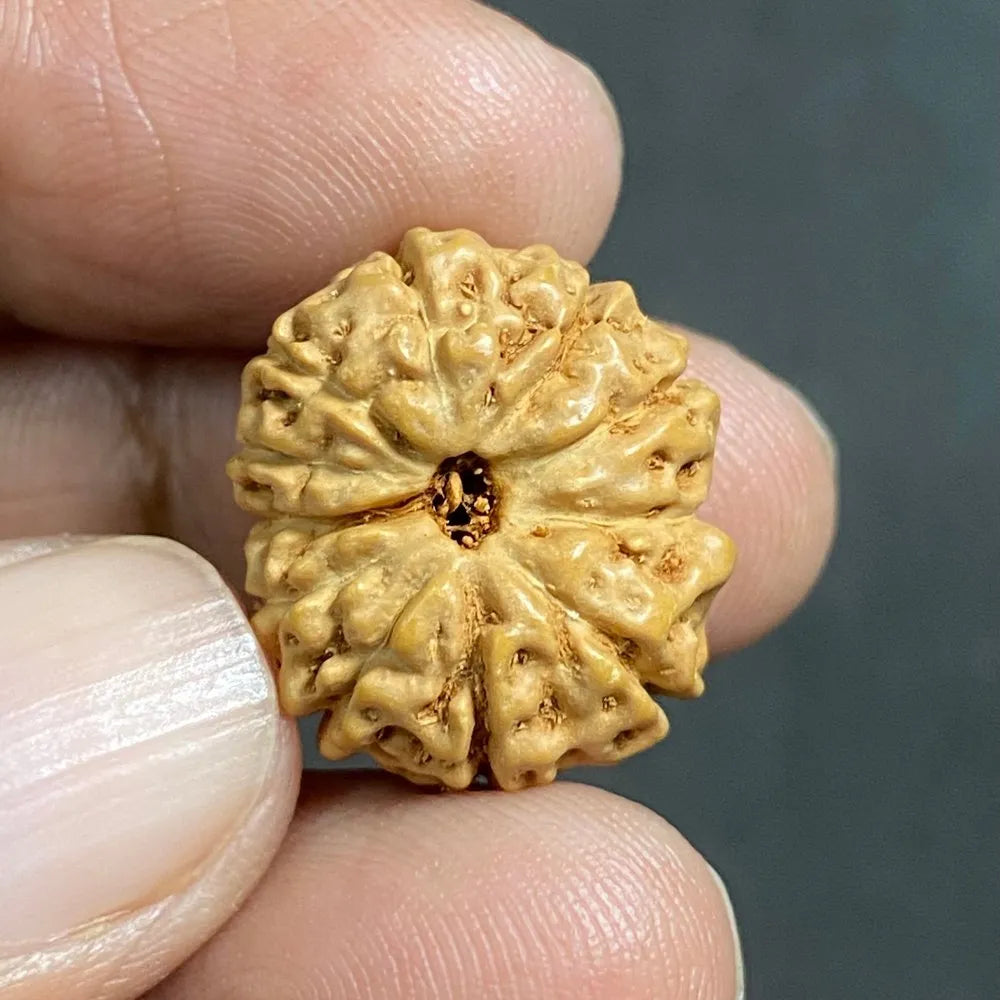 11 Mukhi Indonesian Rudraksha – Energized Bead for Wisdom, Clarity, and Fearlessness
