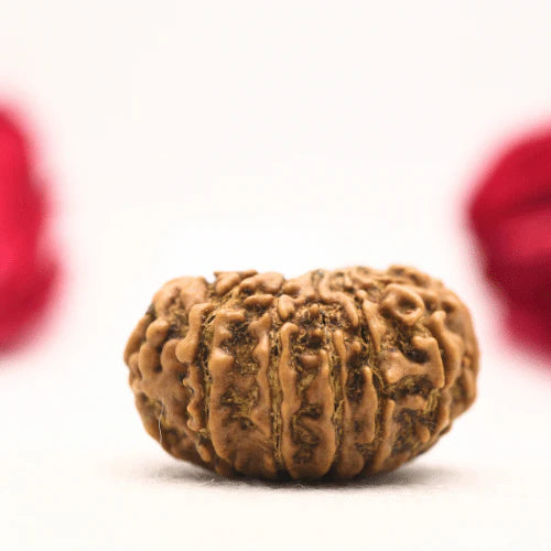 12 Mukhi Nepali Rudraksha – Energized and Authentic | Symbol of Sun (Surya Dev)