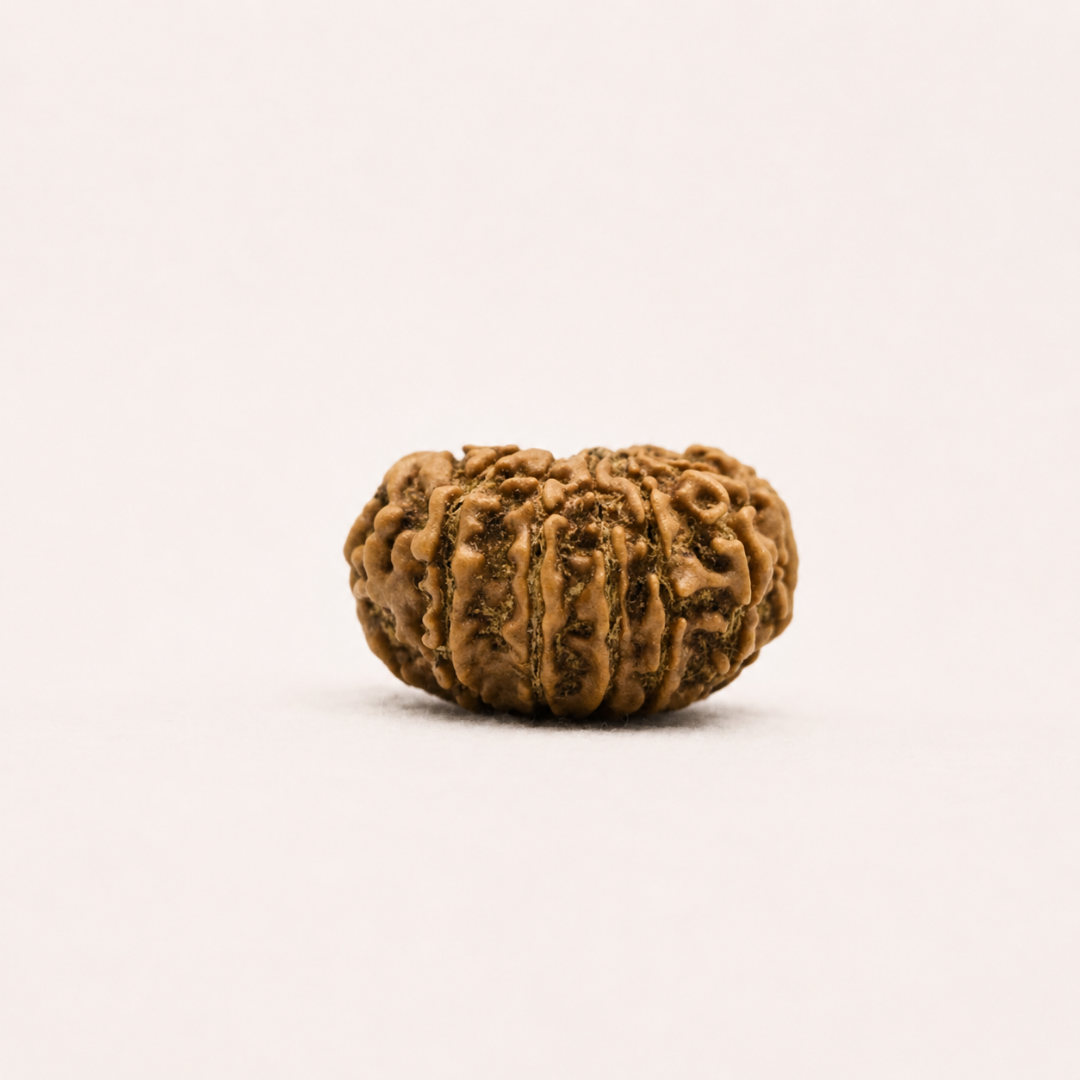 12 Mukhi Nepali Rudraksha – Energized and Authentic | Symbol of Sun (Surya Dev)