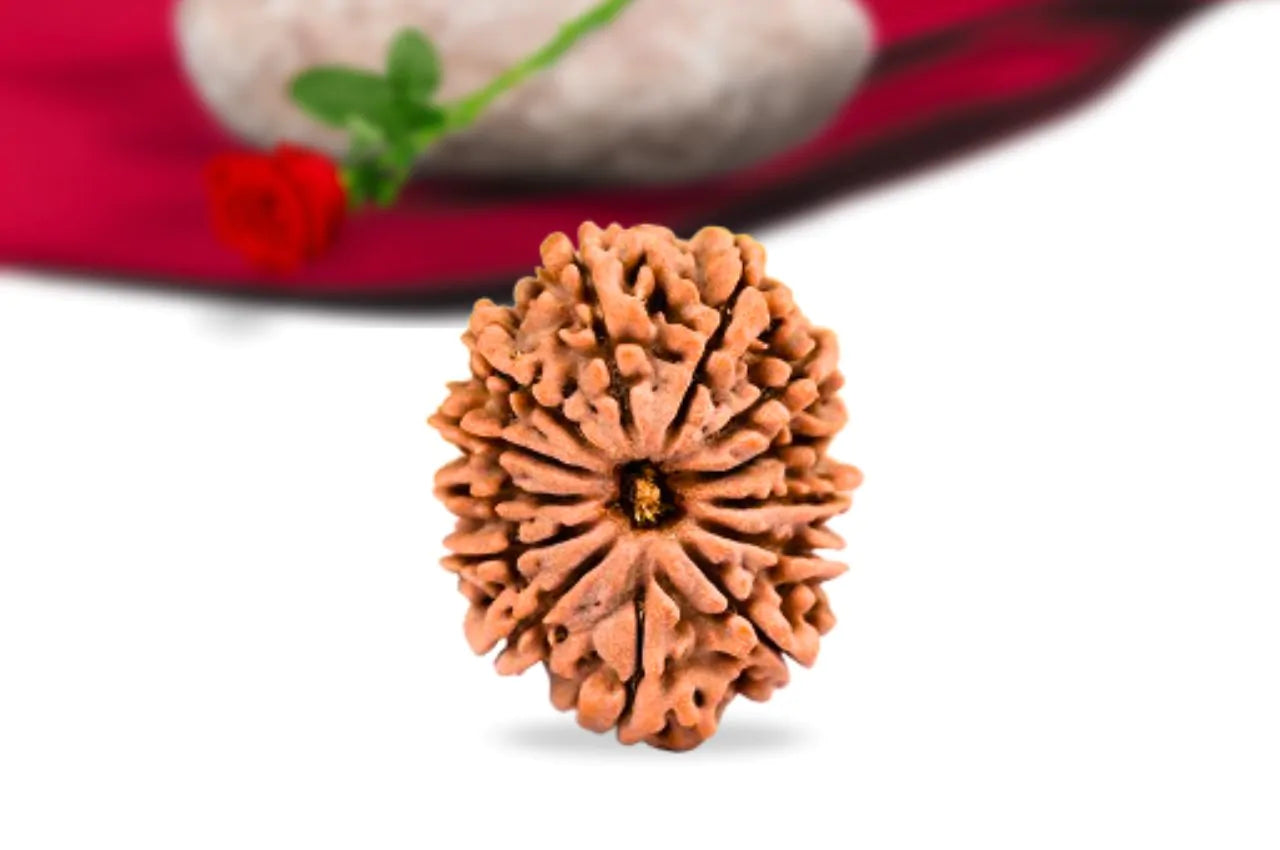 13 Mukhi Nepali Rudraksha – The Divine Bead of Prosperity and Charisma