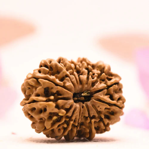 14 Mukhi Nepali Rudraksha – The Divine Eye of Lord Shiva