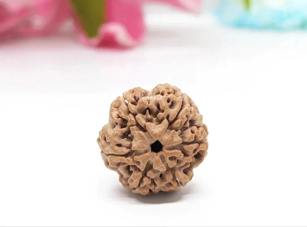 Original 6 Mukhi Nepali Rudraksha – Energized & Certified for Inner Strength and Balance
