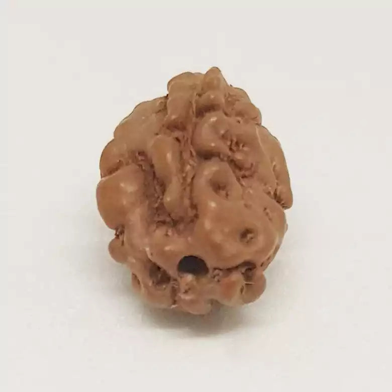 2 Mukhi Indonesian Rudraksha – Symbol of Harmony and Divine Unity