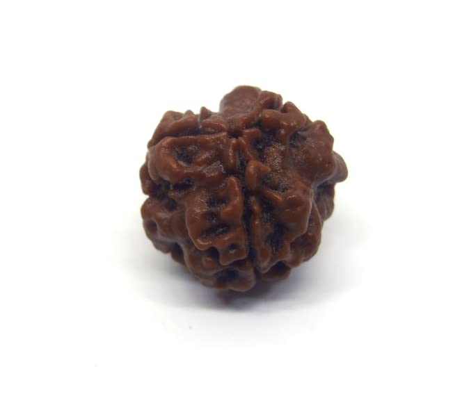 3 Mukhi Nepali Rudraksha – Symbol of Purity, Power, and Transformation
