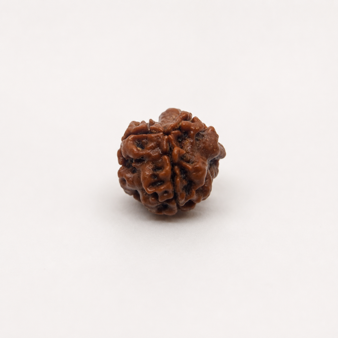 3 Mukhi Nepali Rudraksha – Symbol of Purity, Power, and Transformation