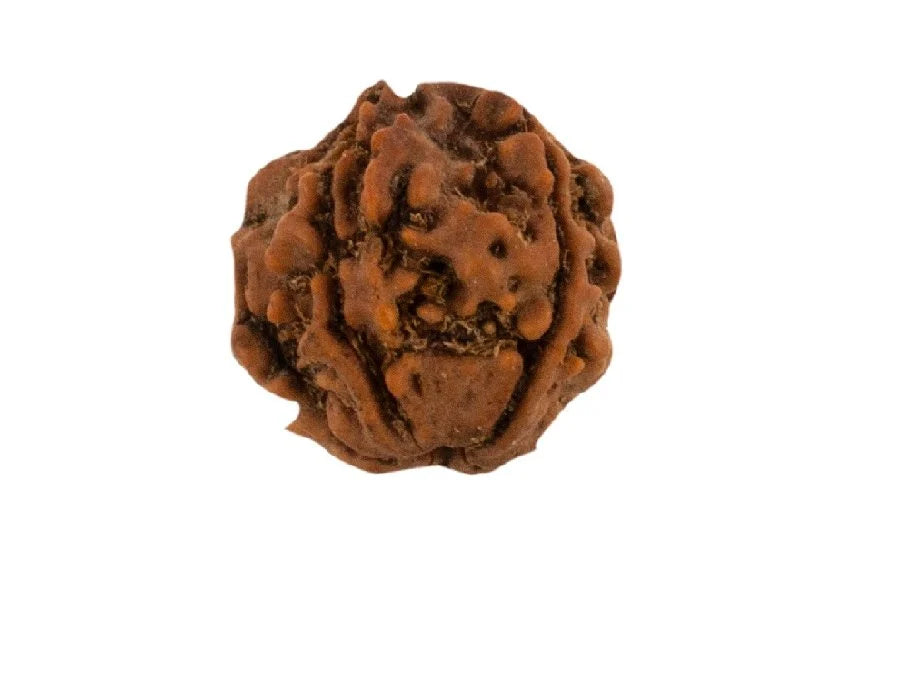 4 Mukhi Indonesian Rudraksha – Symbol of Wisdom and Clarity