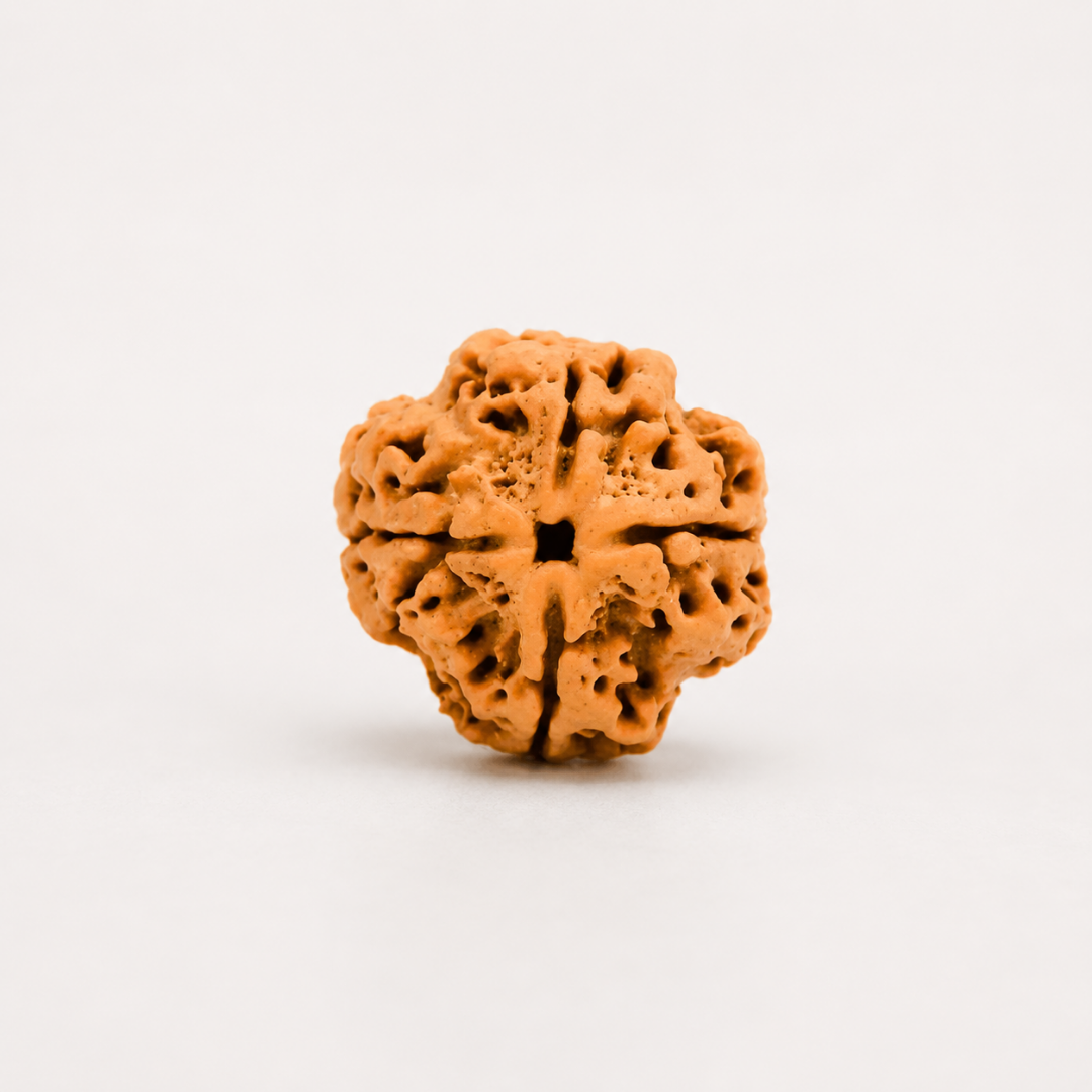 4 Mukhi Nepali Rudraksha – Original Energized Bead for Knowledge and Focus
