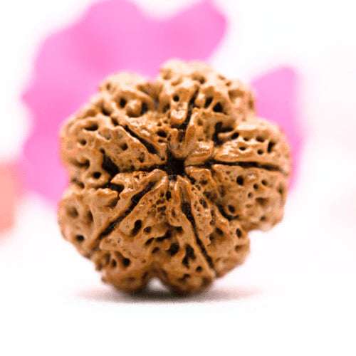5 Mukhi Nepali Rudraksha – Authentic & Energized Bead from Nepal