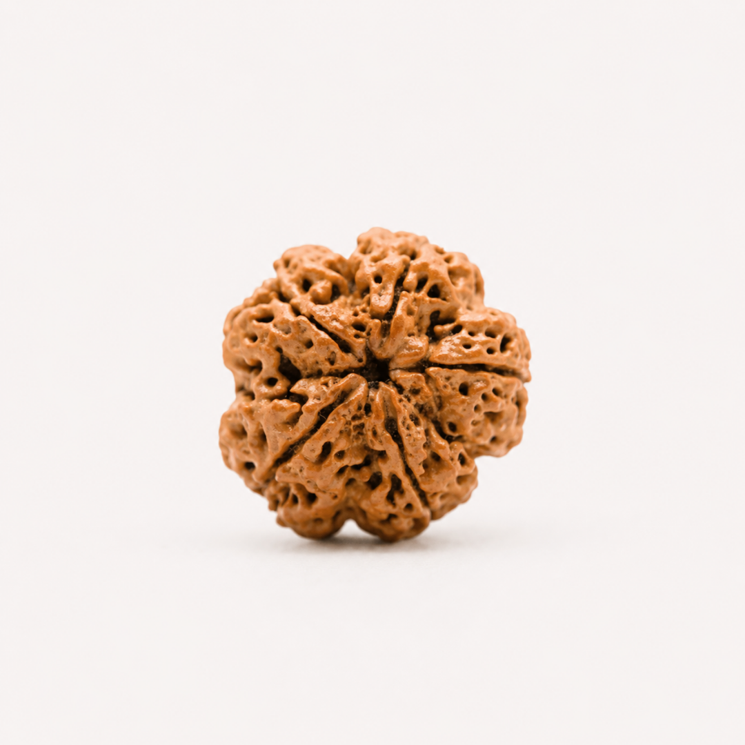 5 Mukhi Nepali Rudraksha – Authentic & Energized Bead from Nepal
