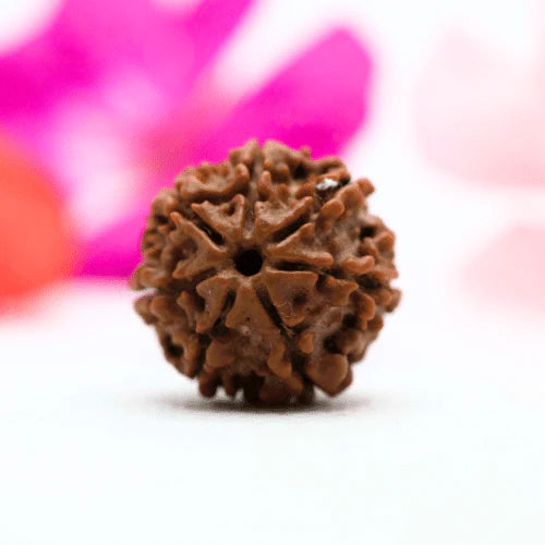 7 Mukhi Nepali Rudraksha – The Bead of Wealth, Prosperity, and Inner Strength