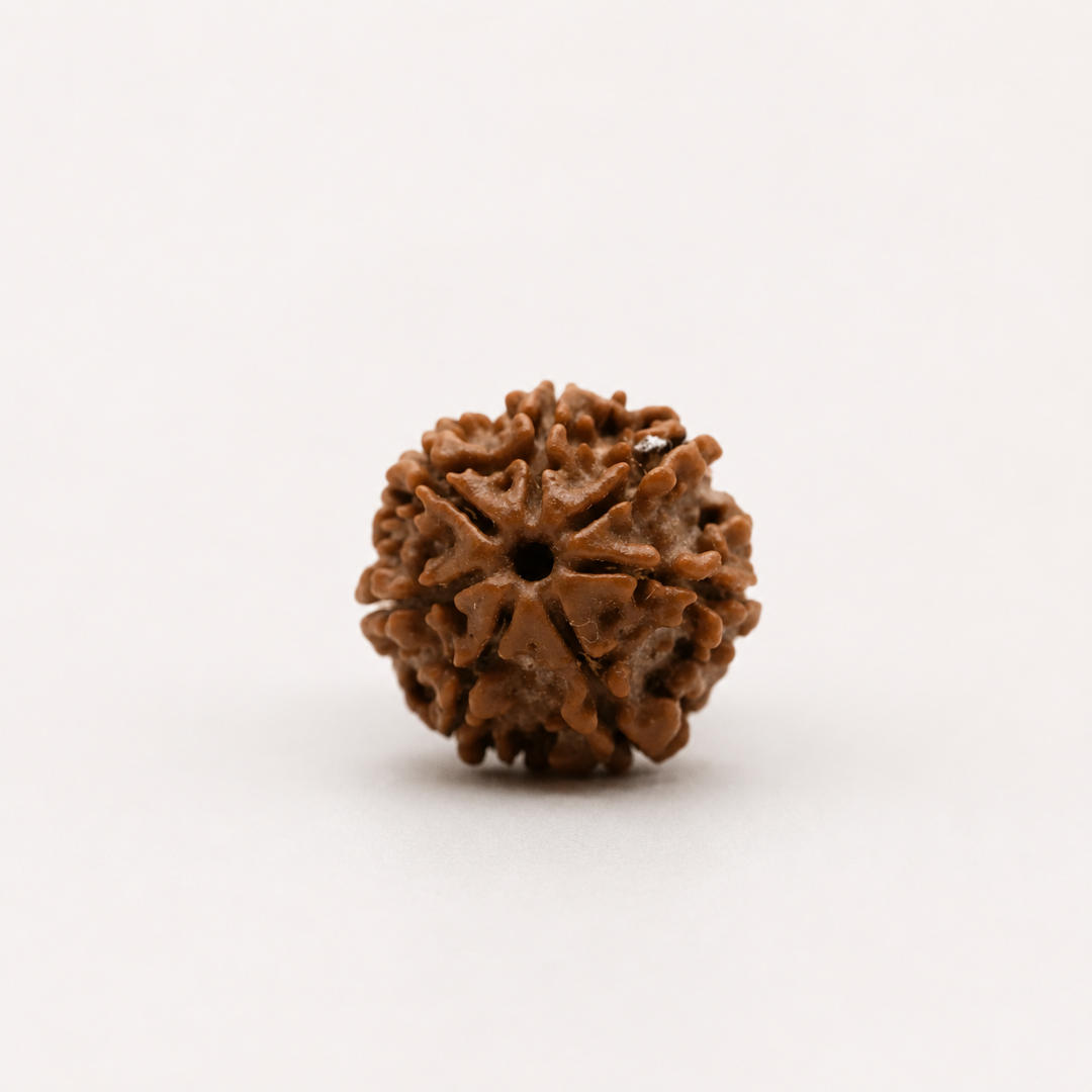 7 Mukhi Nepali Rudraksha – The Bead of Wealth, Prosperity, and Inner Strength