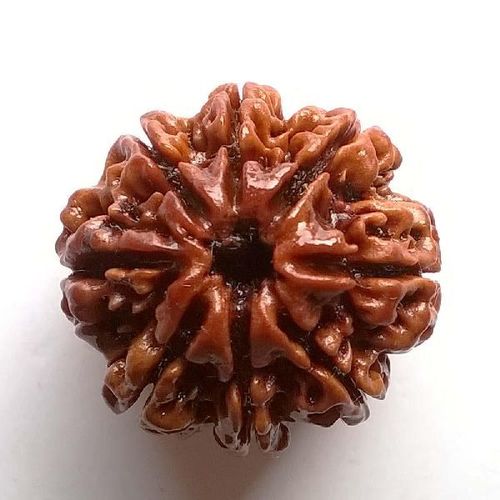8 Mukhi Nepali Rudraksha – The Symbol of Wisdom and Stability