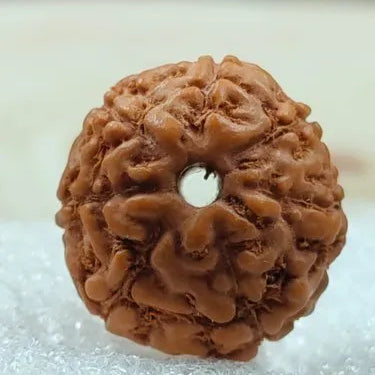 8 Mukhi Indonesian Rudraksha – Symbol of Wisdom and Success