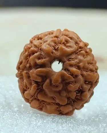 8 Mukhi Indonesian Rudraksha – Symbol of Wisdom and Success