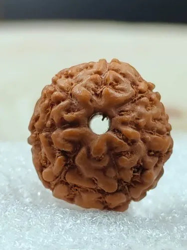 8 Mukhi Indonesian Rudraksha – Symbol of Wisdom and Success