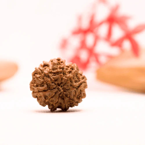 Original 9 Mukhi Nepali Rudraksha | Energized & Certified Bead for Spiritual Power and Protection