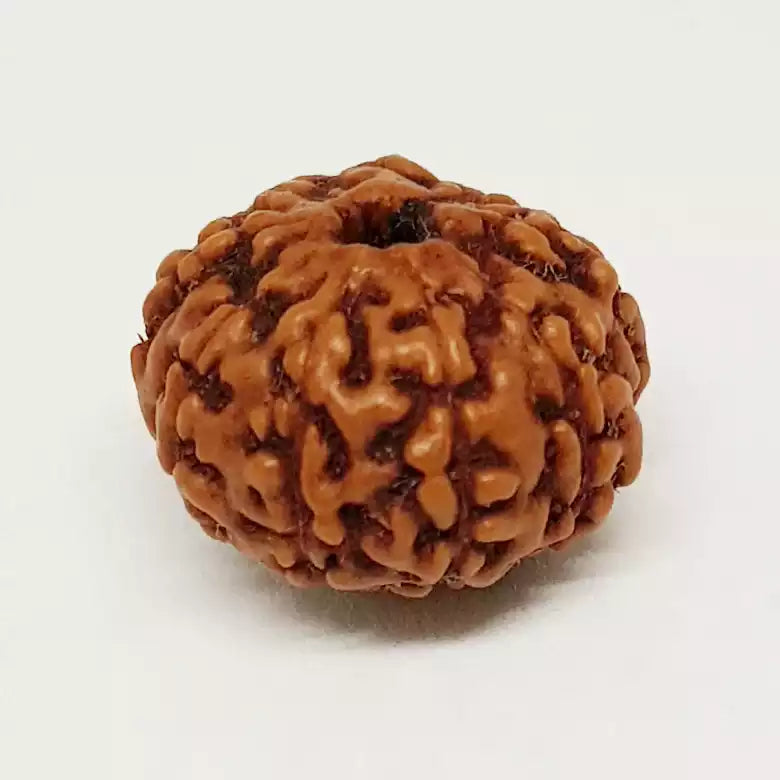 10 Mukhi Indonesian Rudraksha – Symbol of Lord Vishnu, Protection from Negative Energies