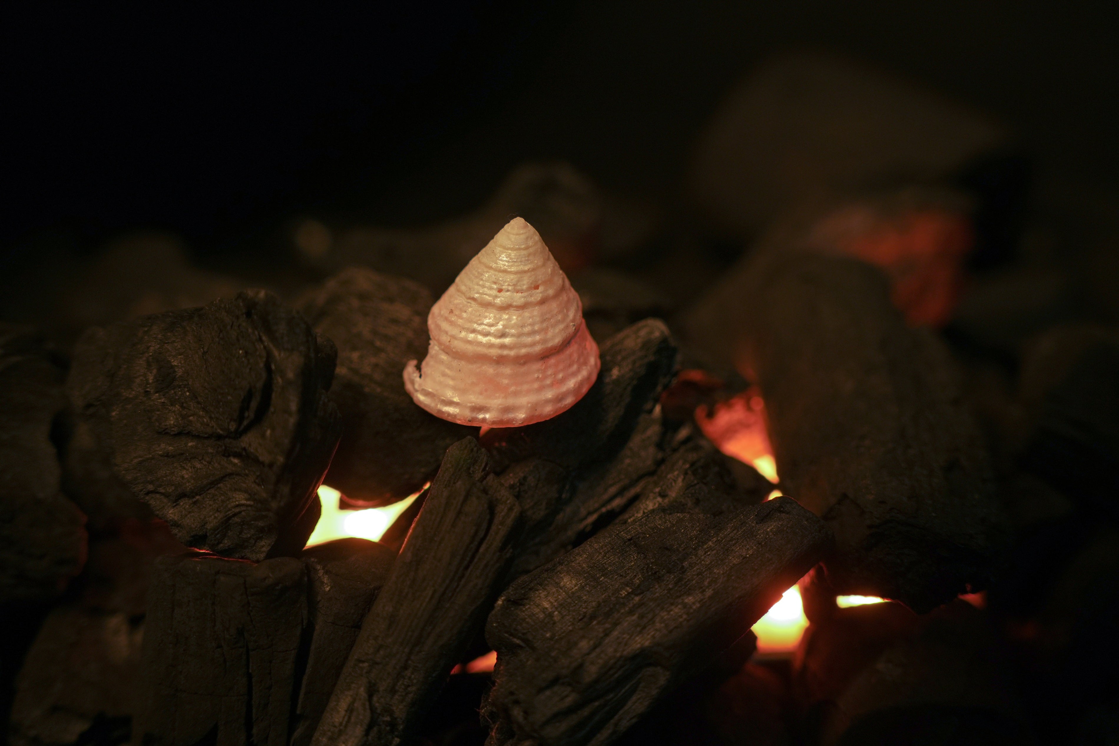 Lakshmi Shankh – Sacred Conch of Prosperity, Peace & Divine Energy