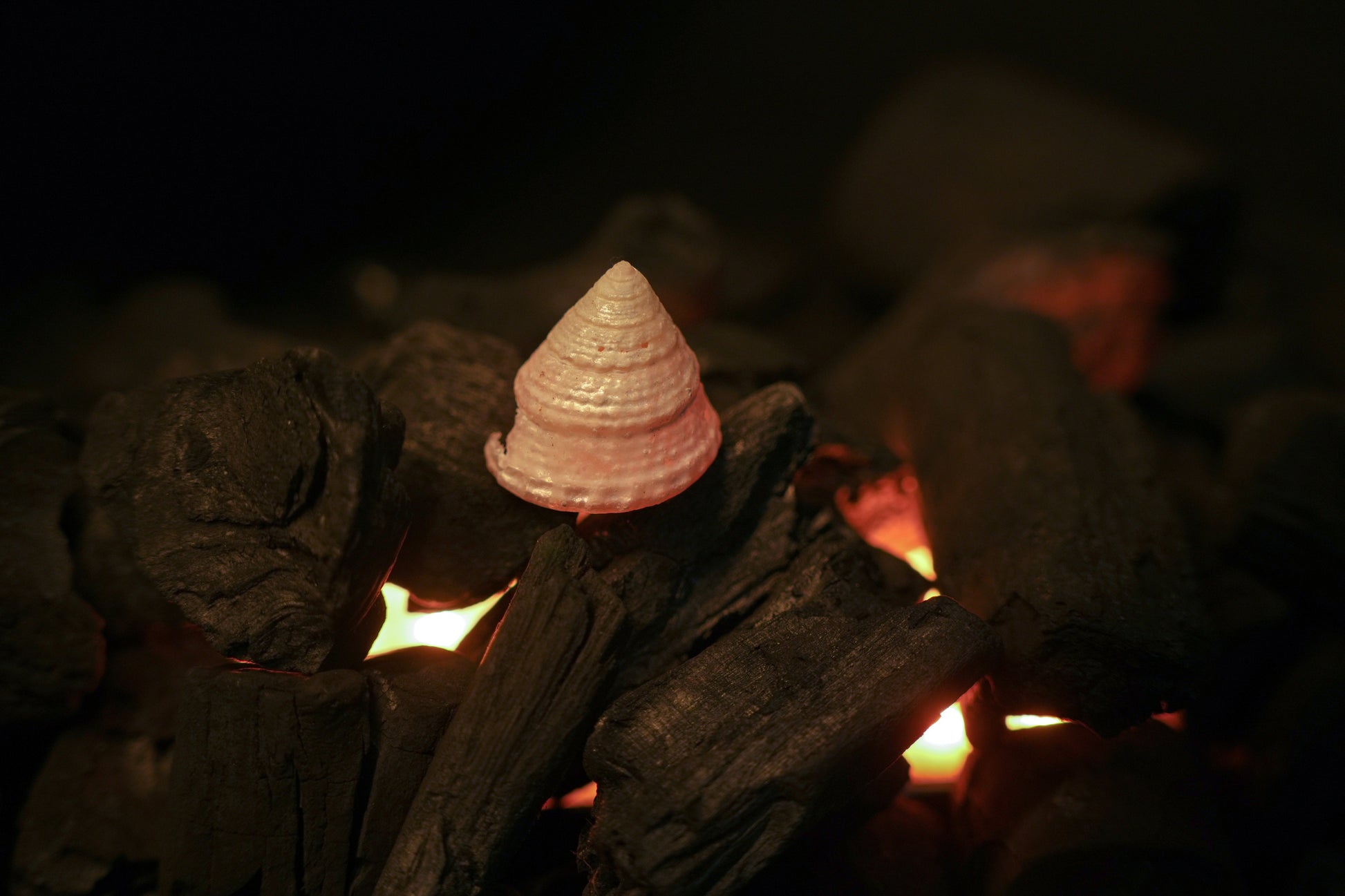 Lakshmi Shankh – Sacred Conch of Prosperity, Peace & Divine Energy