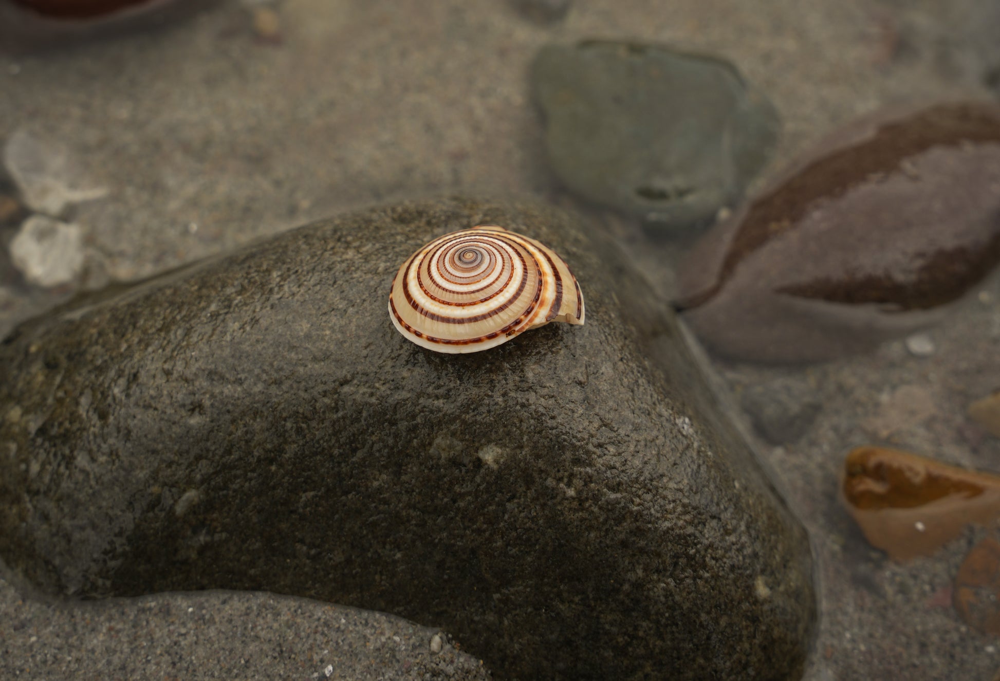 Shree Vishnu Shankh – Sacred Conch for Prosperity, Protection & Divine Blessings