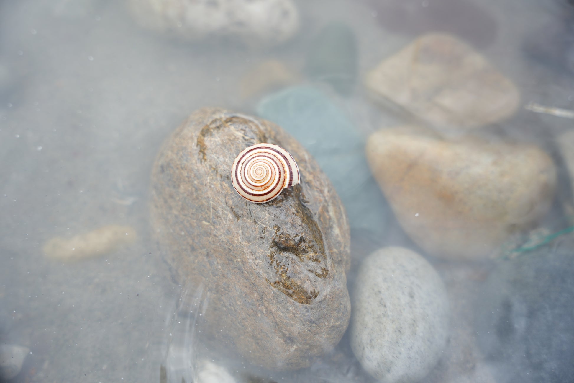 Shree Vishnu Shankh – Sacred Conch for Prosperity, Protection & Divine Blessings