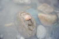 Shree Vishnu Shankh – Sacred Conch for Prosperity, Protection & Divine Blessings