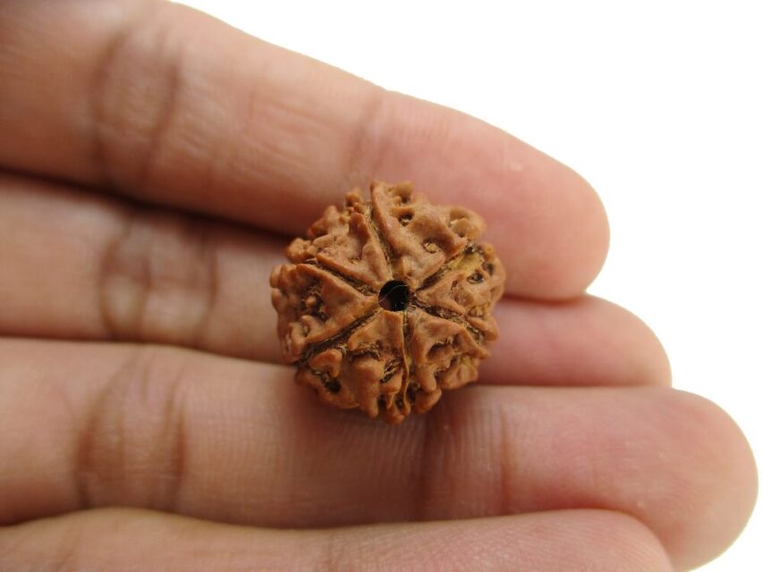 6 Mukhi Indonesian Rudraksha – Symbol of Strength, Focus & Harmony
