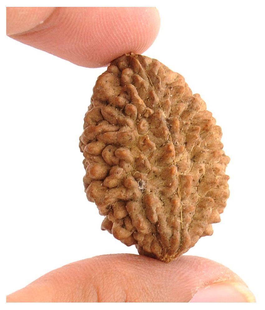 2 Mukhi Nepali Rudraksha | Original Certified | Symbol of Unity and Harmony | Energized & Blessed Bead