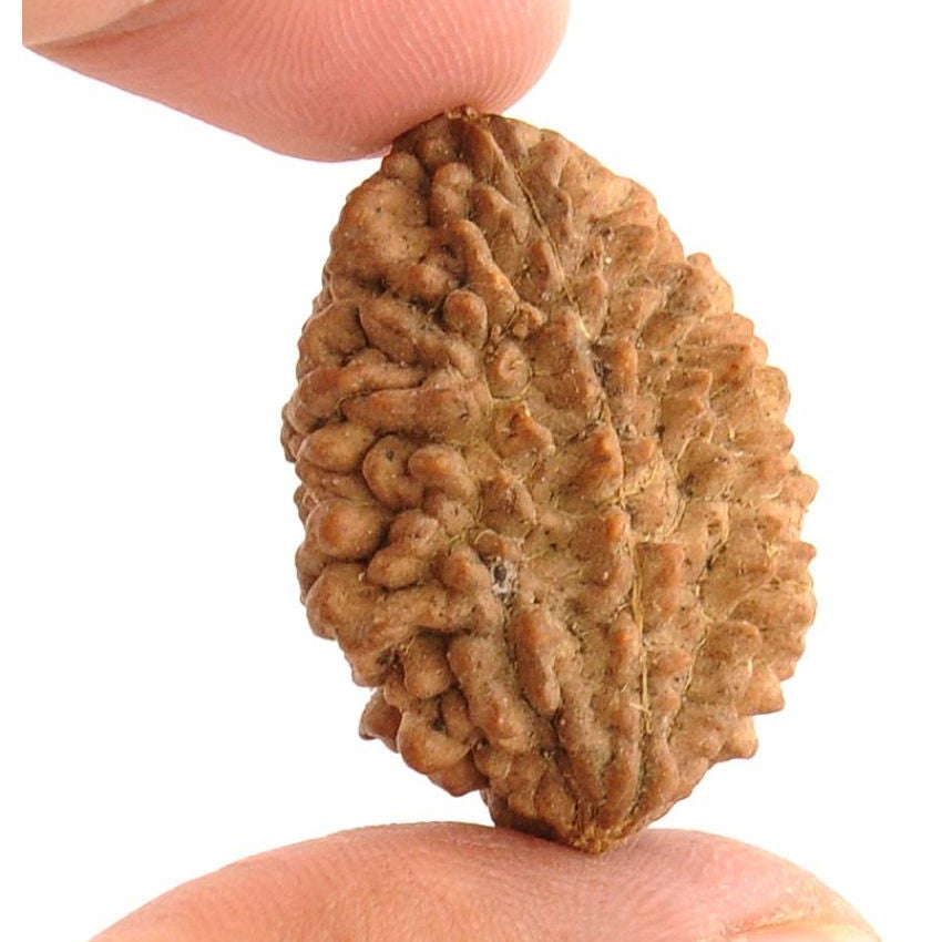 2 Mukhi Nepali Rudraksha | Original Certified | Symbol of Unity and Harmony | Energized & Blessed Bead