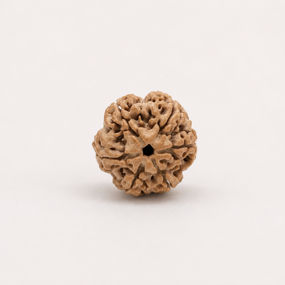 Original 6 Mukhi Nepali Rudraksha – Energized & Certified for Inner Strength and Balance