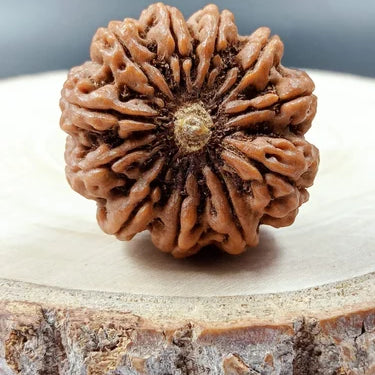 11 Mukhi Nepali Rudraksha – The Bead of Courage, Wisdom, and Divine Protection