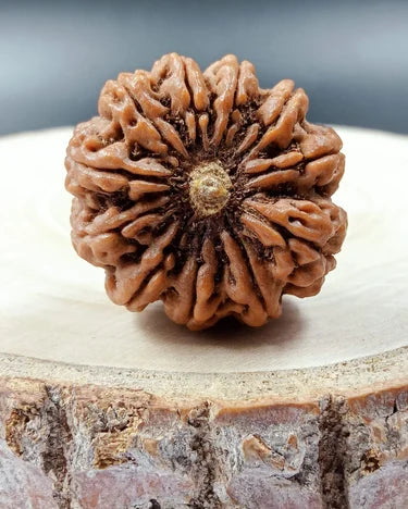 11 Mukhi Nepali Rudraksha – The Bead of Courage, Wisdom, and Divine Protection