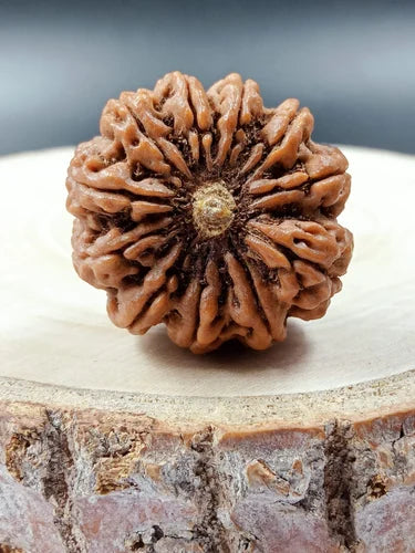 11 Mukhi Nepali Rudraksha – The Bead of Courage, Wisdom, and Divine Protection